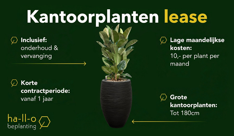 kantoorplanten leasen huren