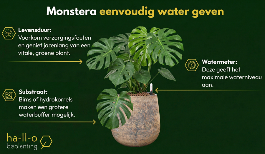 monstera eenvoudig water geven