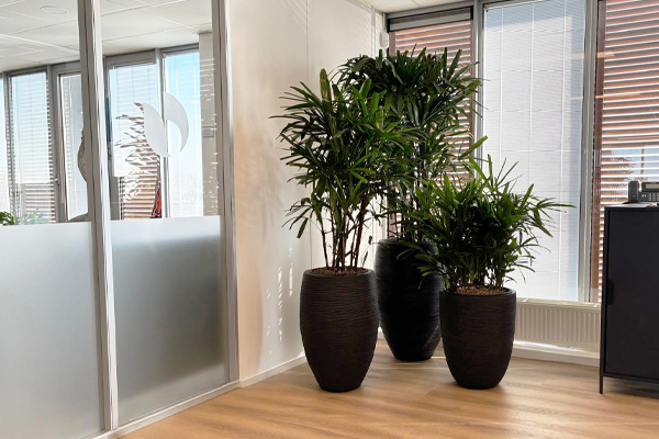 nieuw vennep kantoorplanten