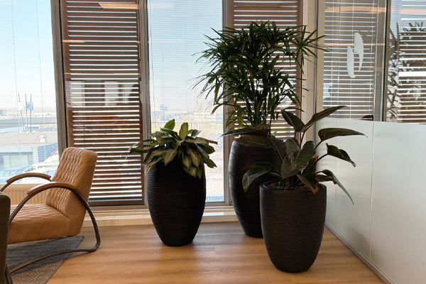 nieuw vennep interieurbeplanting