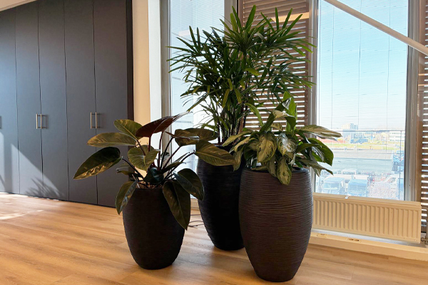 nieuw vennep kantoorplant