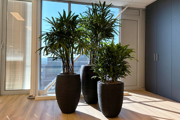 nieuw vennep grote kantoorplanten