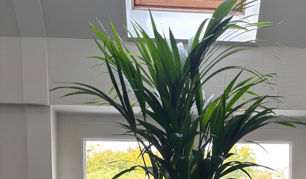 interieurbeplanting den haag