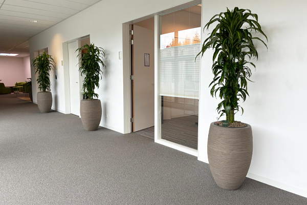 mooie kantoorplanten