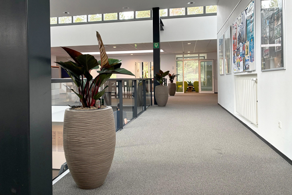 mooie kantoorplanten