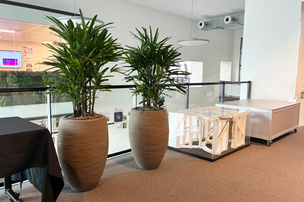 mooie kantoorplanten