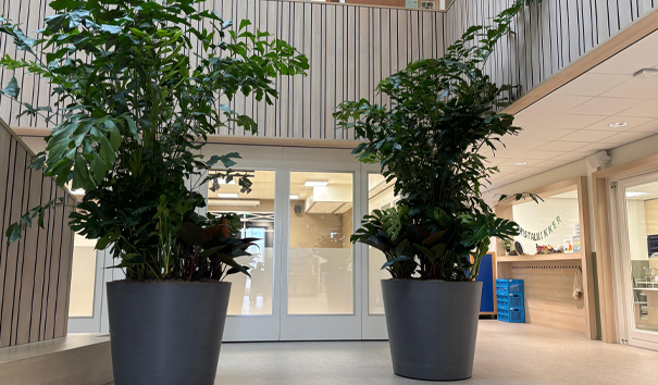 grote planten school