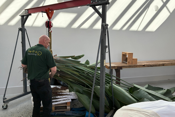 grote strelitzia rotterdam