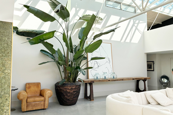 grote strelitzia rotterdam