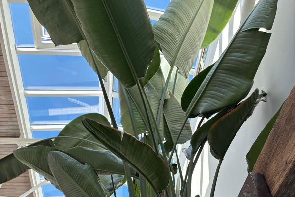 grote strelitzia rotterdam