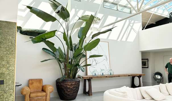 Grote strelitzia rotterdam woonkamer