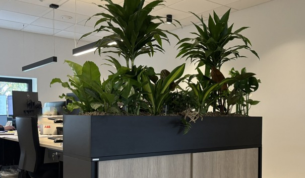 interieurbeplanting nieuwe tonge