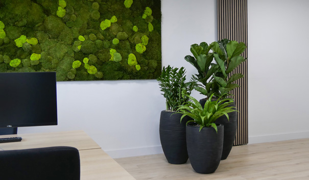 kantoorplanten westland