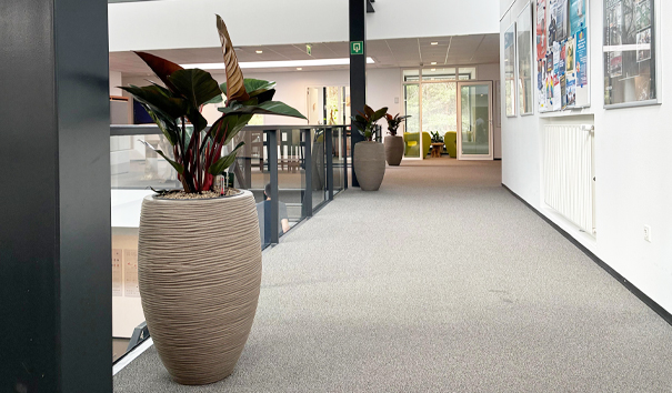 mooie kantoorplanten
