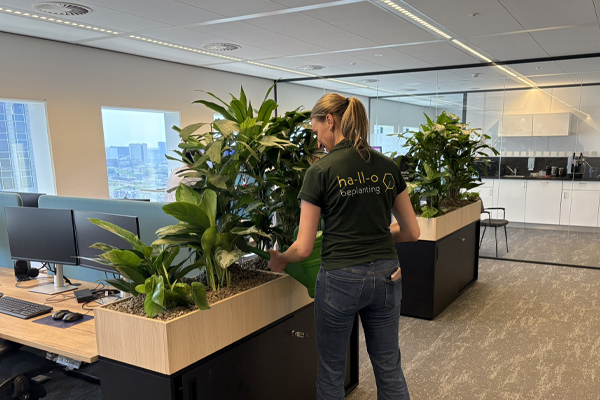planten op kasten in rotterdam