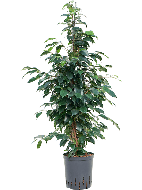 Ficus benjamina 'Danielle' 105 cm - hydrocultuur plant | Hallo