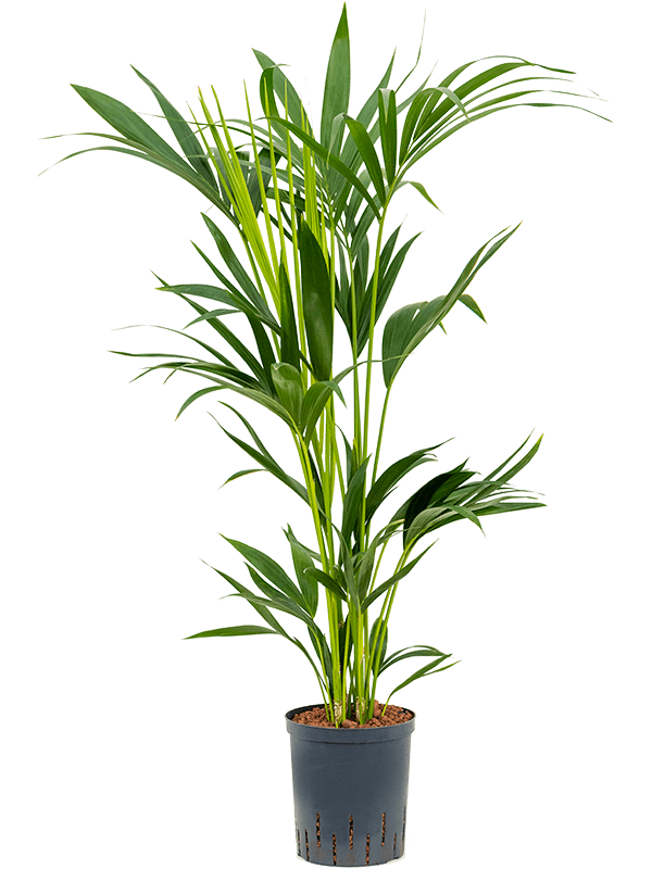 Kentia Howea forsteriana en hydroculture