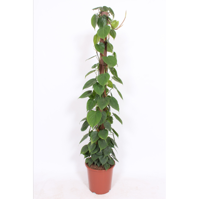 Philodendron scandens 