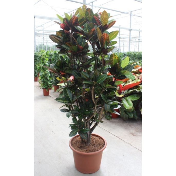 Croton petra