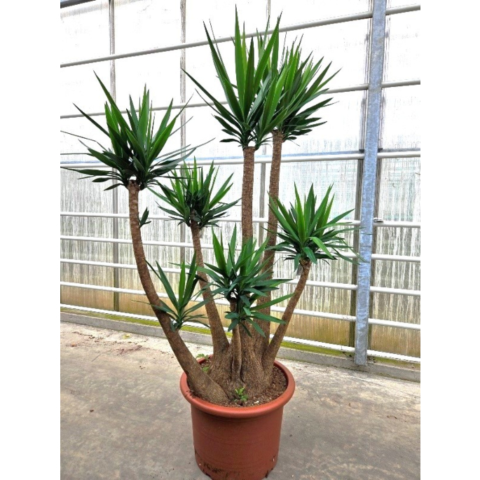 Yucca elephantipes