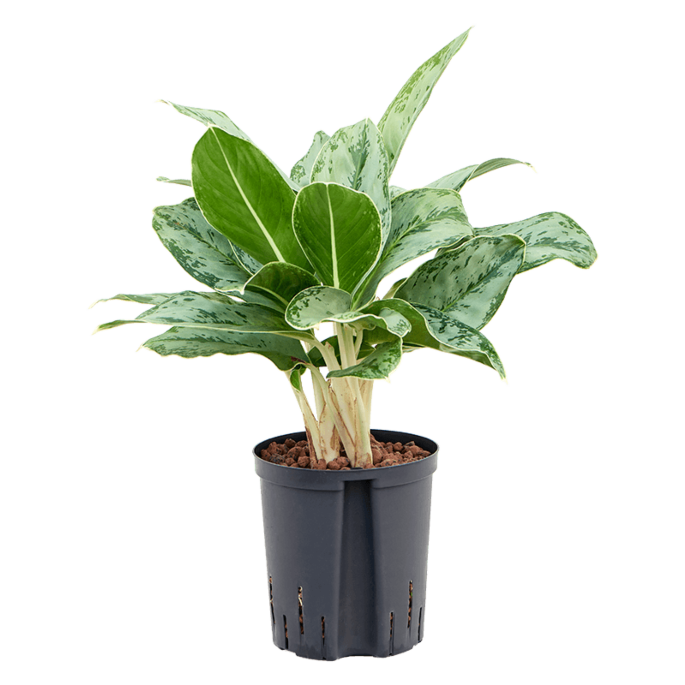 Aglaonema 'Cintho Queen'