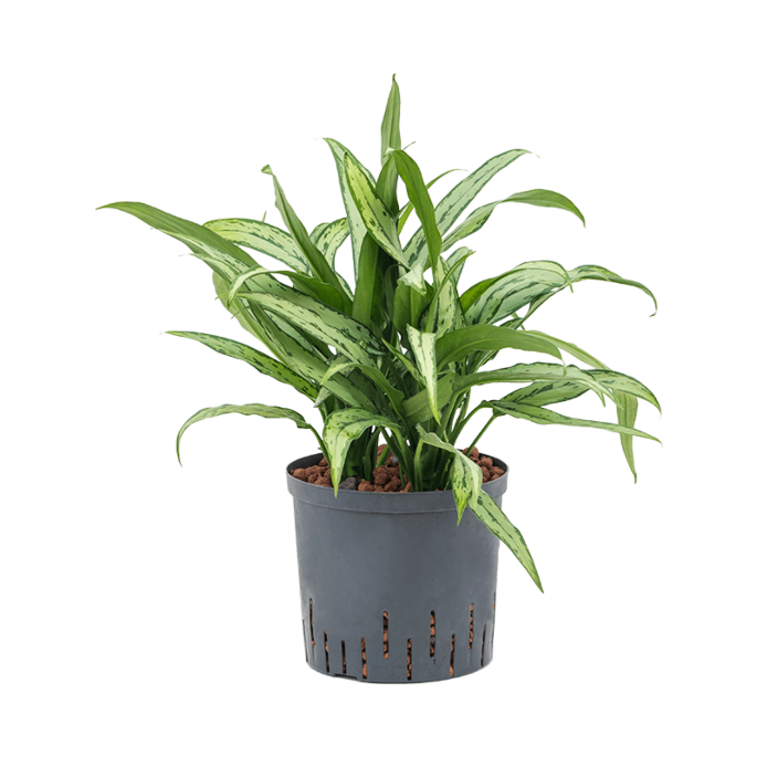 Aglaonema 'Cutlass'