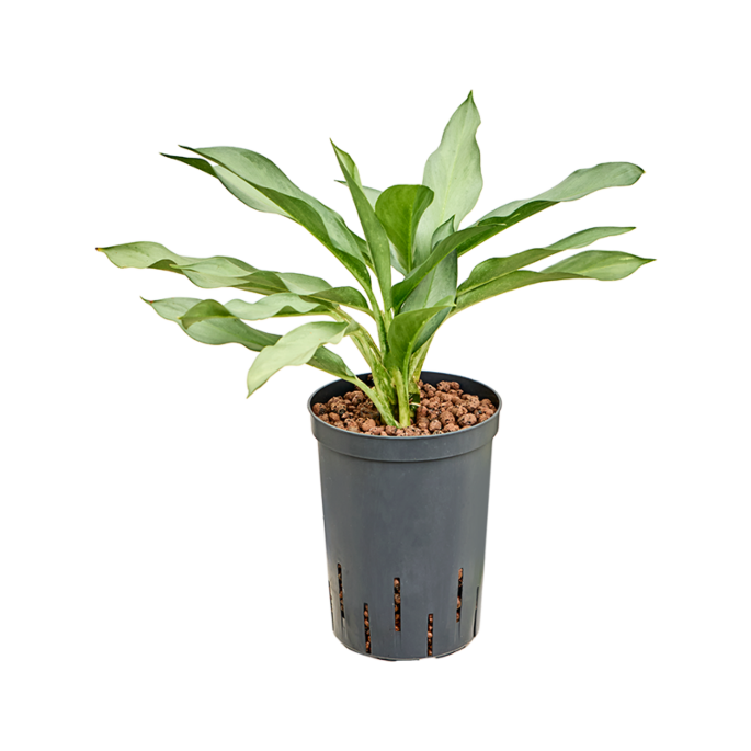 Aglaonema 'Ghost'