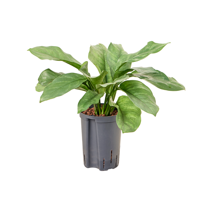 Aglaonema 'Grey'