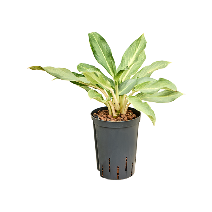 Aglaonema 'Lucky'