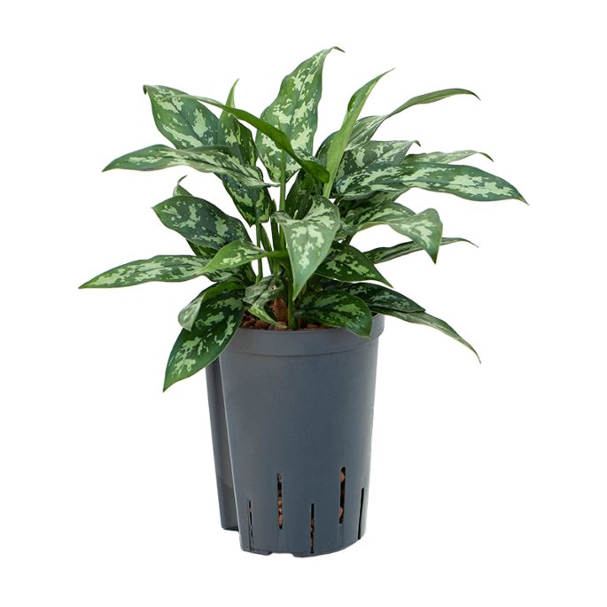 Aglaonema 'Maria'