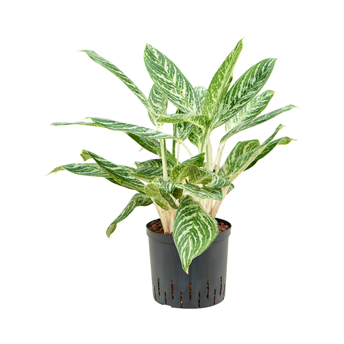 Aglaonema 'Madonna'