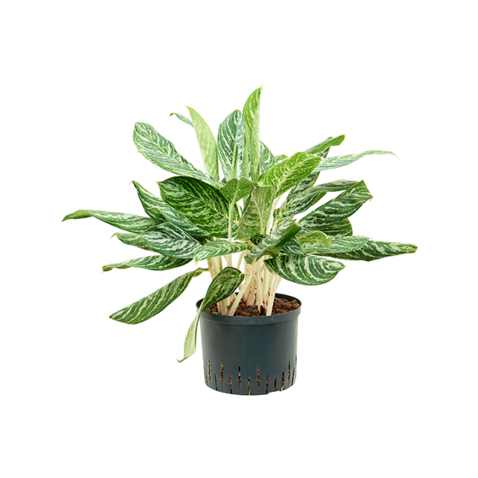 Aglaonema 'Madonna'