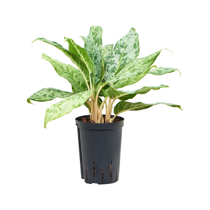 Aglaonema 'Pavo real'