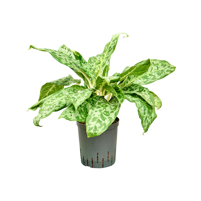 Aglaonema 'Pavo real'