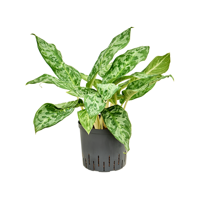 Aglaonema 'Pavo real'