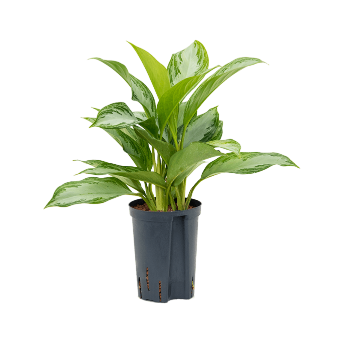 Aglaonema 'Silver Bay'