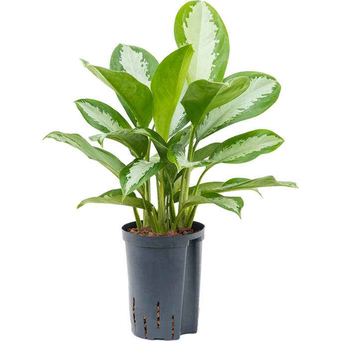 Aglaonema 'Silver Moon'