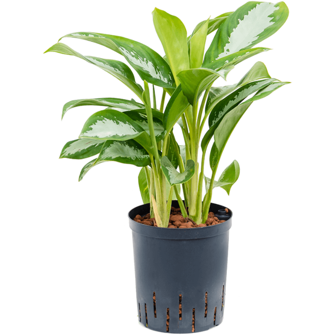 Aglaonema 'Silver Moon'