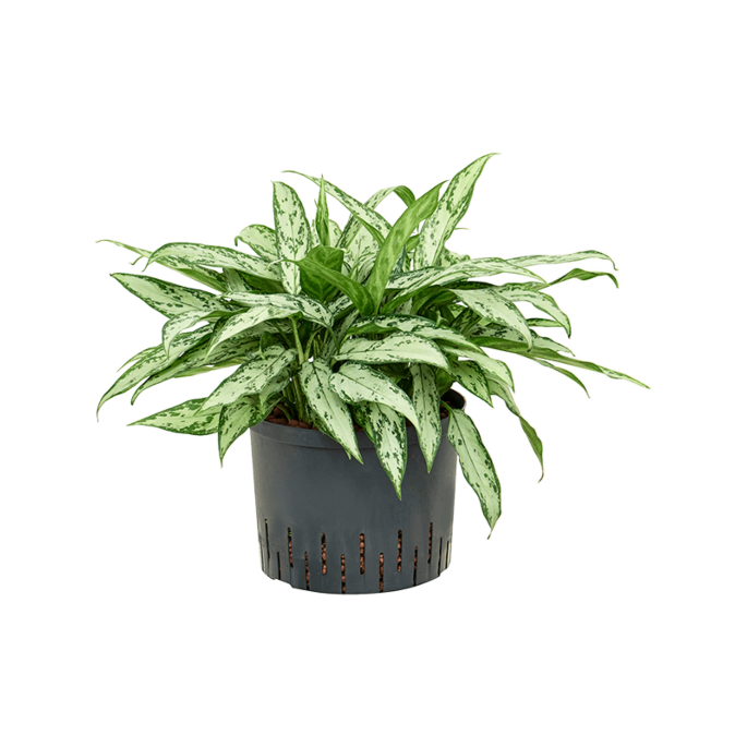Aglaonema 'Silver Queen'