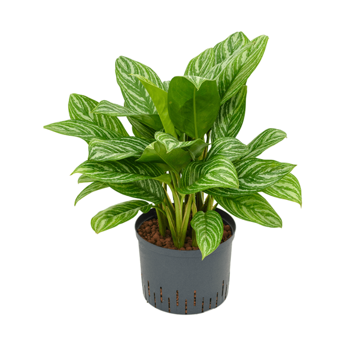 Aglaonema 'Stripes'