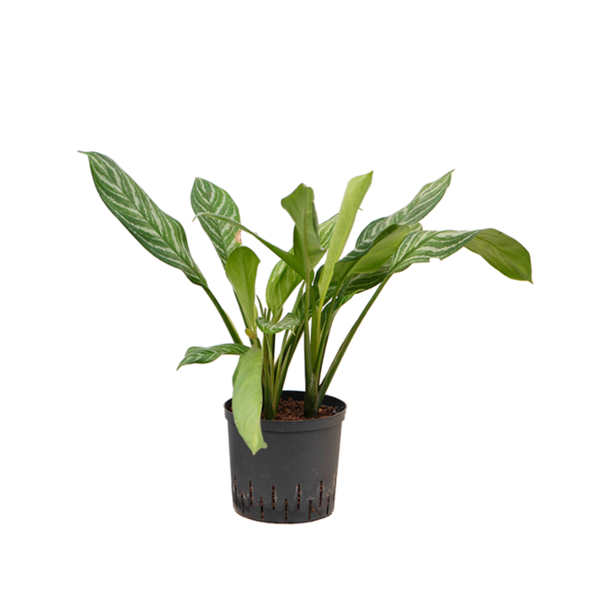 Aglaonema 'Stripes'