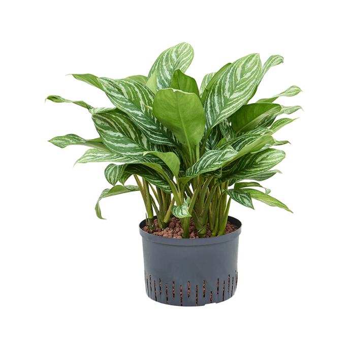 Aglaonema 'Stripes'