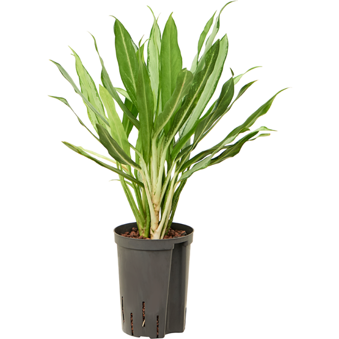 Aglaonema 'White lance'