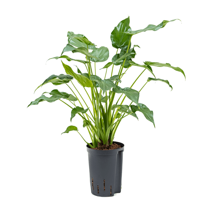 Alocasia cucullata