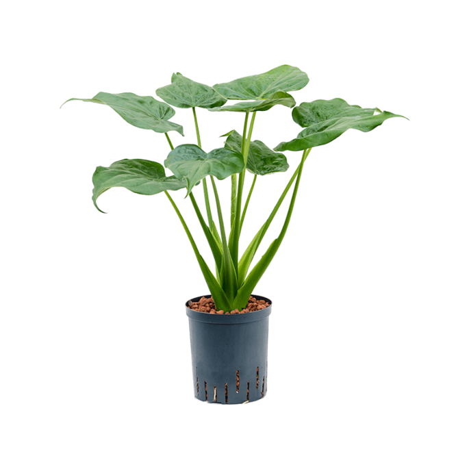 Alocasia cucullata