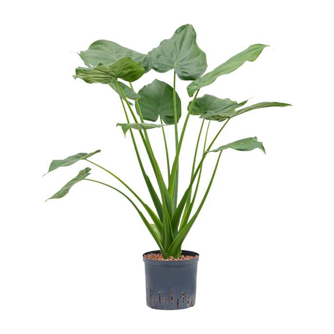 Alocasia cucullata