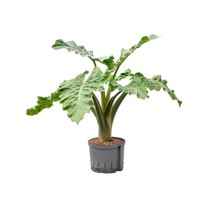 Alocasia 'Low Rider'