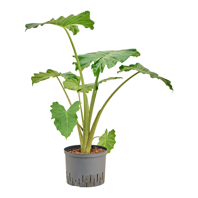 Alocasia 'Portodora'