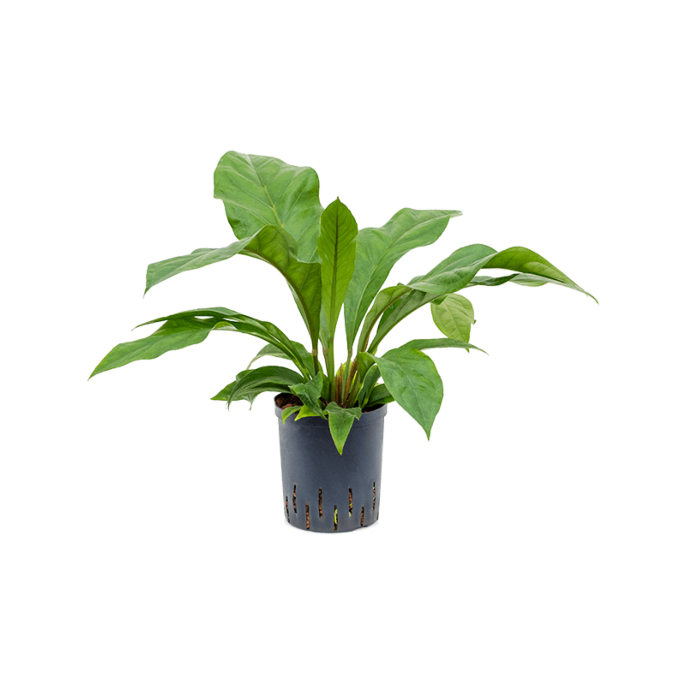 Anthurium ellipticum 'Jungle bush'