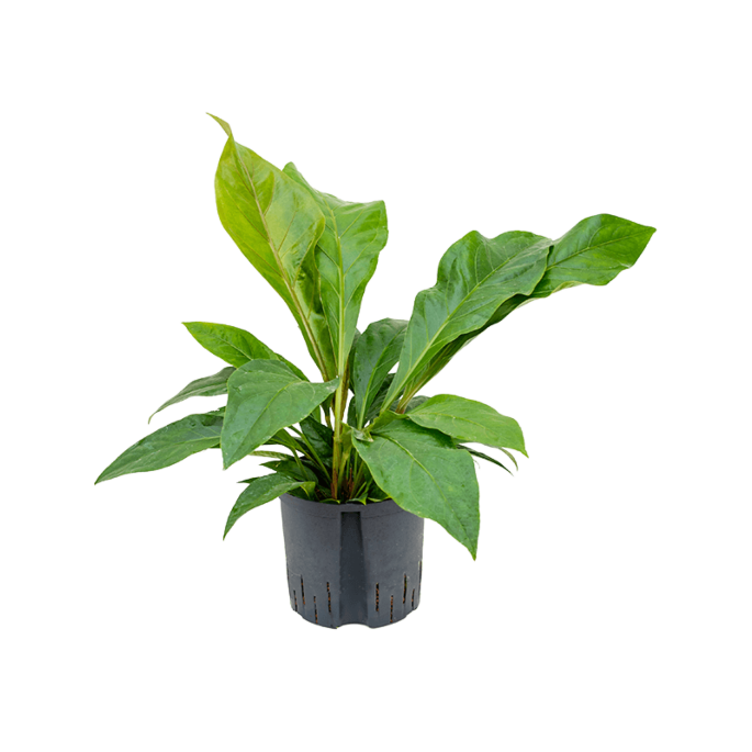 Anthurium elipticum 'Jungle bush'